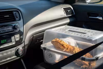 Bearded dragon secured in travel carrier in car
