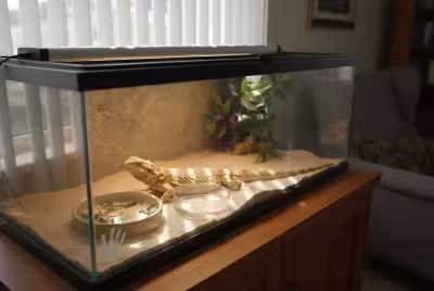 Bearded dragon basking under UVB lamp in terrarium