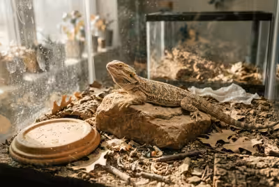 Bearded dragon with early tail rot in enclosure