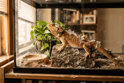Bearded dragon with shedding skin on log