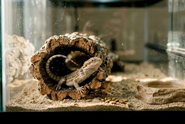 Bearded dragon using wooden hide in tank