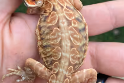 Young silkback bearded dragon with smooth scaleless skin and patches of shedding skin on its tail and toes, held in a hand