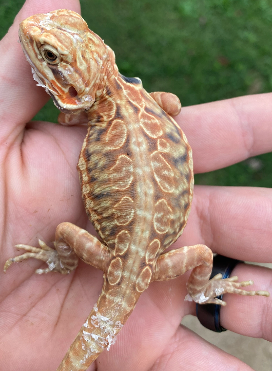 Young silkback bearded dragon with smooth scaleless skin and patches of shedding skin on its tail and toes, held in a hand