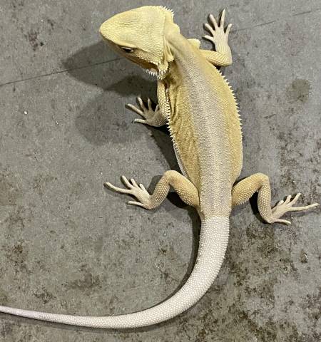 Pale yellow witblits bearded dragon with no pattern and a white tail, seen from above